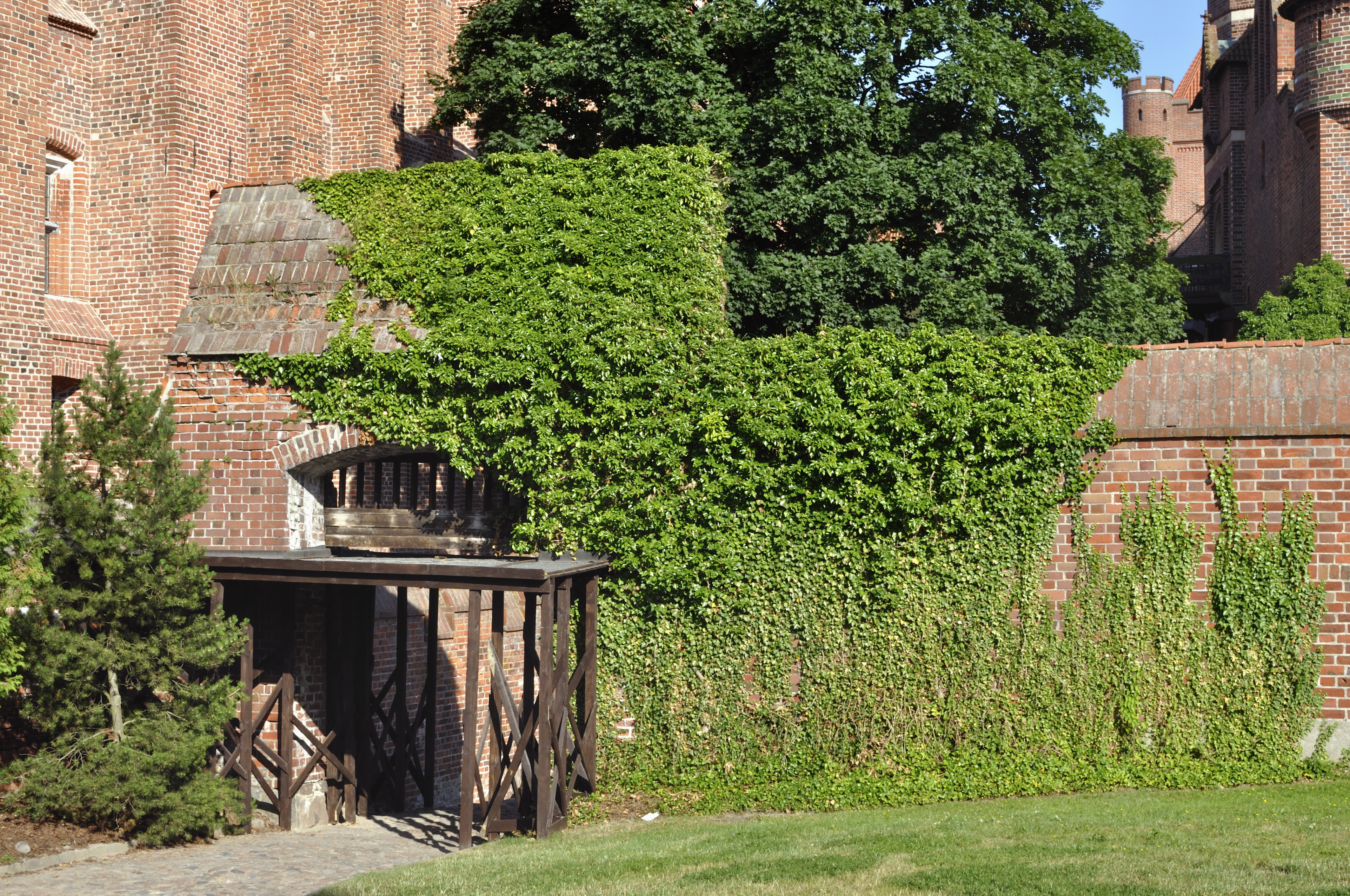 De Hedera Helix heeft een poort van Malbork Castle in Polen een groene uitstraling gegeven