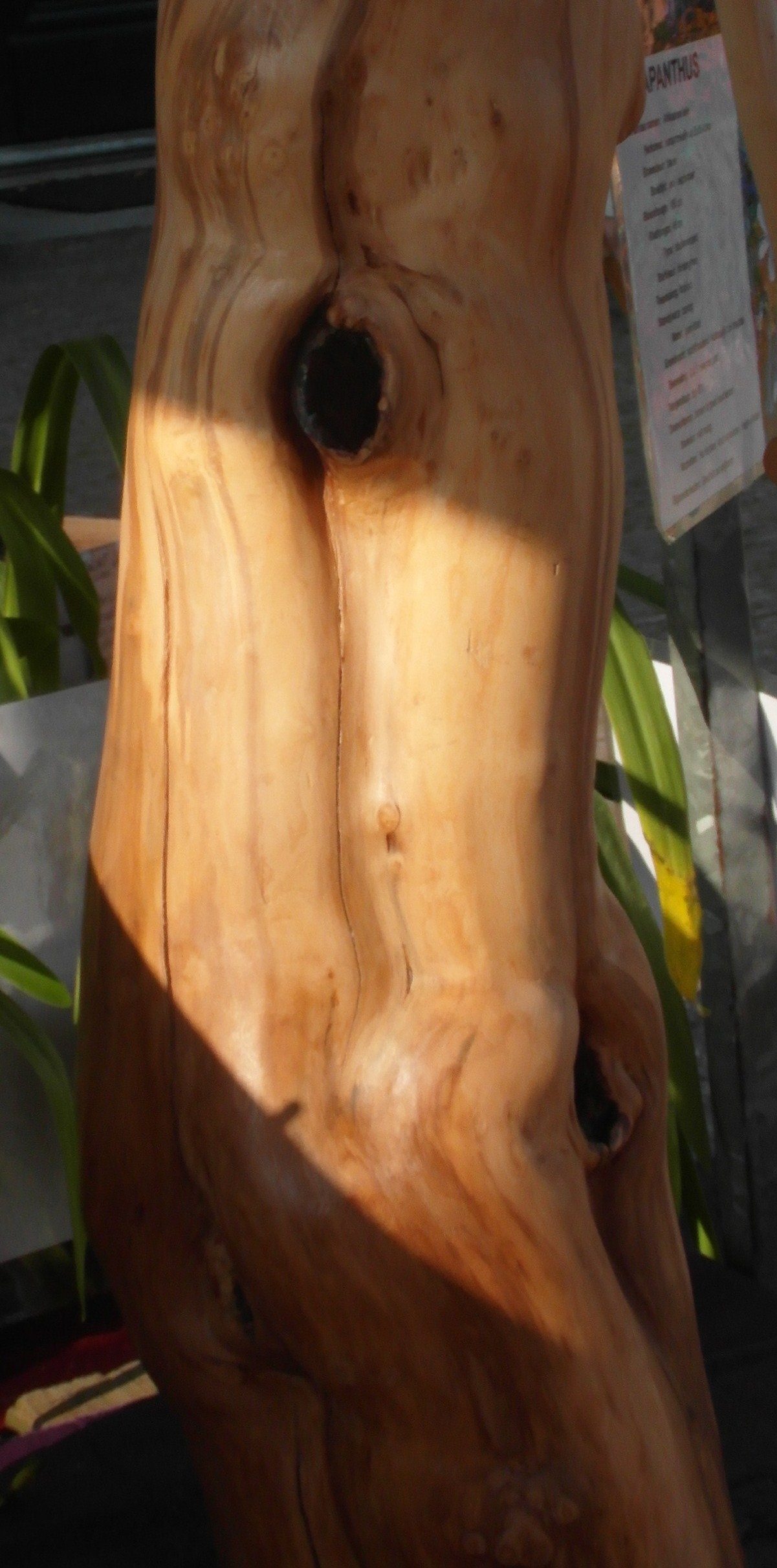 Zonlicht Het licht valt prachtig op het hout