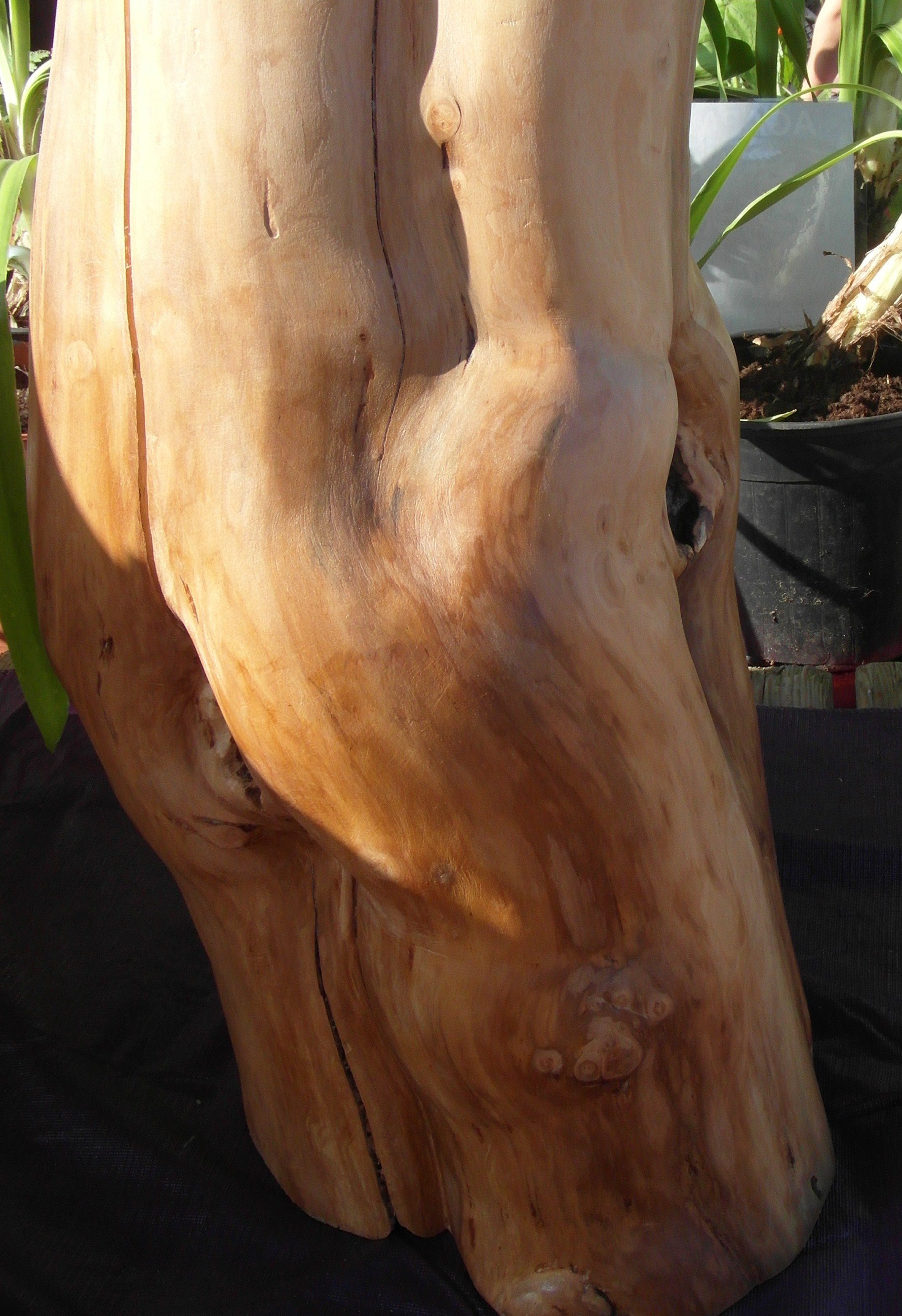 Strak uiterlijk Dit gedeelte van de stam ziet er erg strak uit